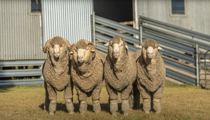 Greenfields1 Greenfields1