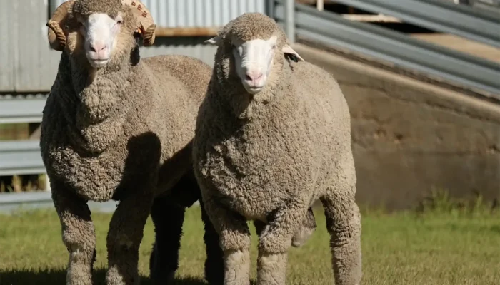 GreenfieldsRam2025_3 GreenfieldsRam2025_3